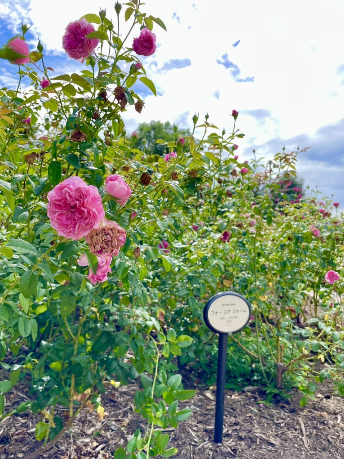 若園公園バラ園イメージ写真