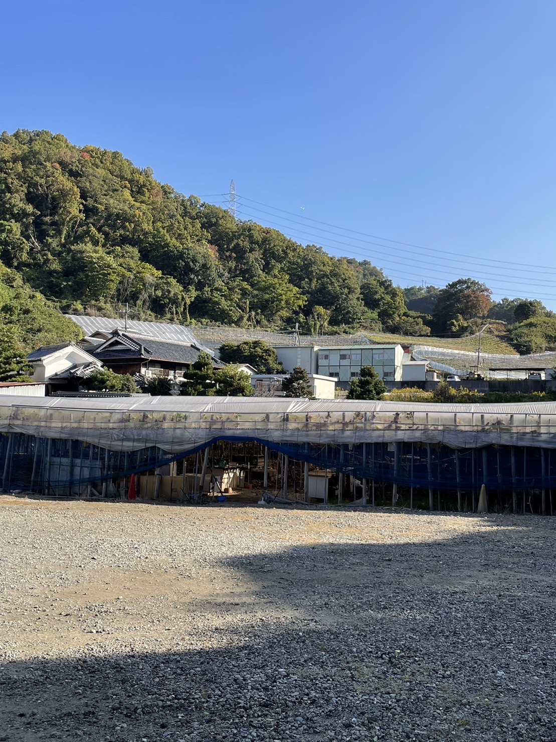 横政農園(柏原市観光ぶどうセンター横尾支部)イメージ写真